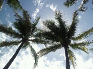palm trees